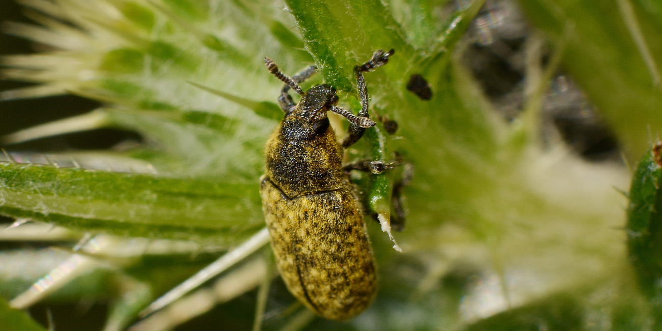 Curculionidae: Rhinocyllus conicus?  S!